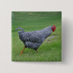 Bóton Quadrado 5.08cm Botão Galinha