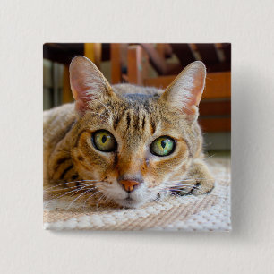 Bóton Quadrado 5.08cm Botão Gato de Corte