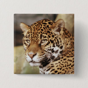 Bóton Quadrado 5.08cm Botão Jaguar