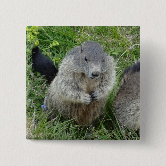 Bóton Quadrado 5.08cm Botão Marmot (Frente)