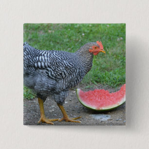Bóton Quadrado 5.08cm Botão Melancia Frango