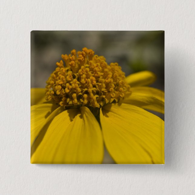 Bóton Quadrado 5.08cm Botão Quadrado do Deserto Brittlebrush (Frente)