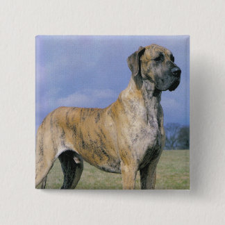 Bóton Quadrado 5.08cm Botão rajado de great dane