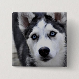 Bóton Quadrado 5.08cm Botão ronco do filhote de cachorro