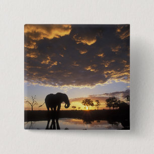 Bóton Quadrado 5.08cm Botswana, Parque Nacional Chobe, Elefante