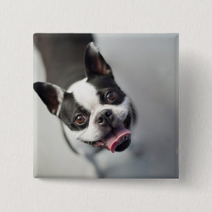 Bóton Quadrado 5.08cm Buldogue francês das imagens de Getty