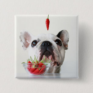 Bóton Quadrado 5.08cm Buldogue francês que olha uma pimenta vermelha