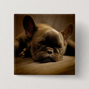 Bóton Quadrado 5.08cm Buldogue francês sonolento