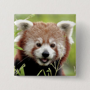 Bóton Quadrado 5.08cm Button Photo Red Panda, animais 0045.