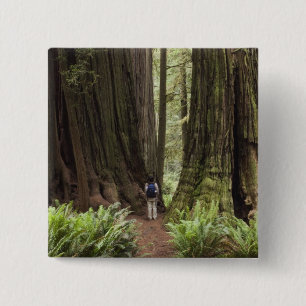 Bóton Quadrado 5.08cm CA, Parque Estadual de Redwoods Jedediah Smith,