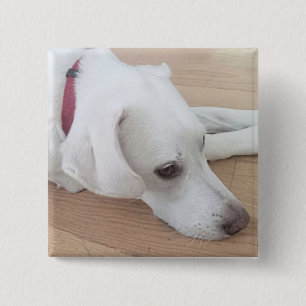 Bóton Quadrado 5.08cm Cachorro branco bonito Vestindo o Natal da Colmeia