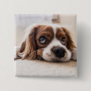 Bóton Quadrado 5.08cm Cachorro Panelado De Olhos Tristes