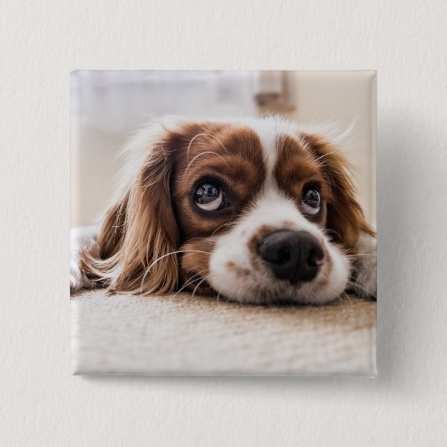 Bóton Quadrado 5.08cm Cachorro Panelado De Olhos Tristes (Frente)