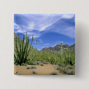 Bóton Quadrado 5.08cm Cacto do deserto no Monumento Nacional Organ Pipe,