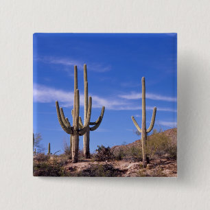 Bóton Quadrado 5.08cm Cacto Saguaro gigante multi braços, Saguaro