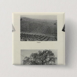 Bóton Quadrado 5.08cm Califórnia 4