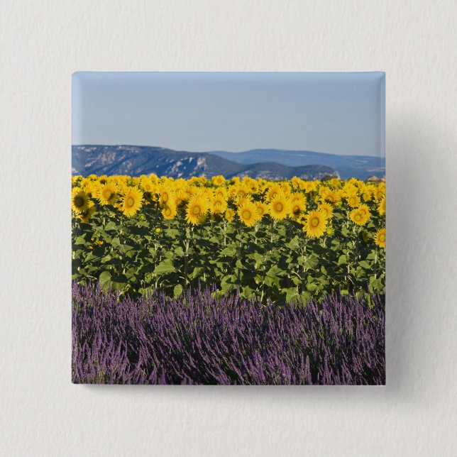 Bóton Quadrado 5.08cm Campo de girassóis e flores de lavanda, (Frente)