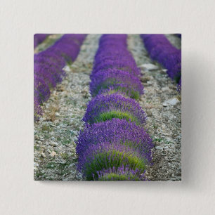 Bóton Quadrado 5.08cm Campo de lavanda, Provença, França