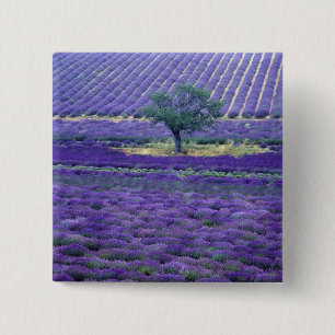 Bóton Quadrado 5.08cm Campos de lavanda, Vence, Provença, França
