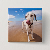 Cão Dalmatian na praia