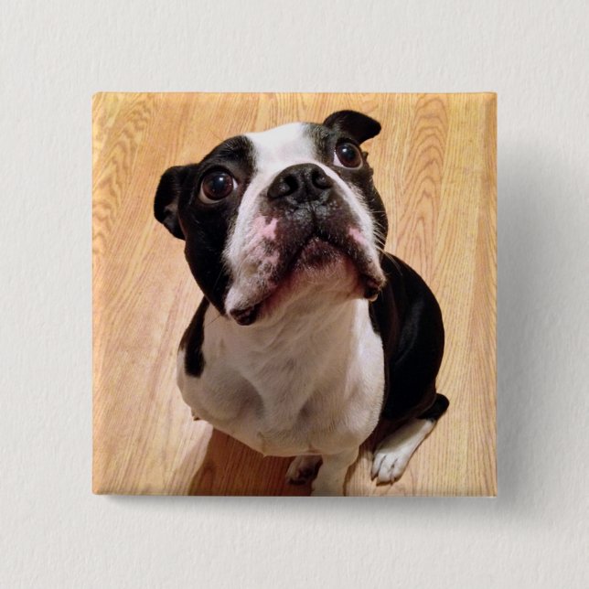 Bóton Quadrado 5.08cm Cão de Boston Terrier (Frente)