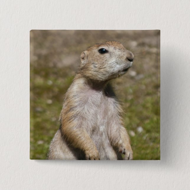 Bóton Quadrado 5.08cm Cão-de-coroa-preta (Frente)