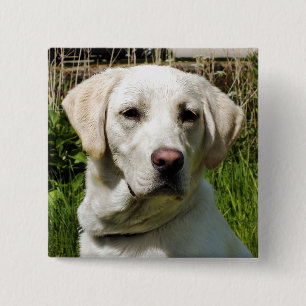 BÓTON QUADRADO 5.08CM CÃO DE LABRADOR