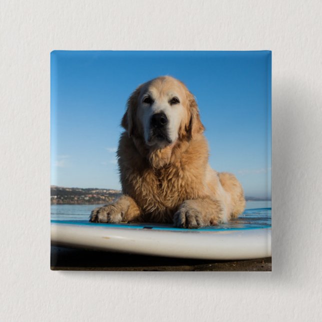 Bóton Quadrado 5.08cm Cão do golden retriever que coloca em um conselho (Frente)