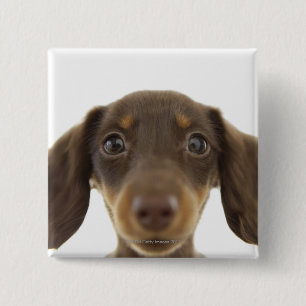 Bóton Quadrado 5.08cm Cão do Wiener (marrom) 2
