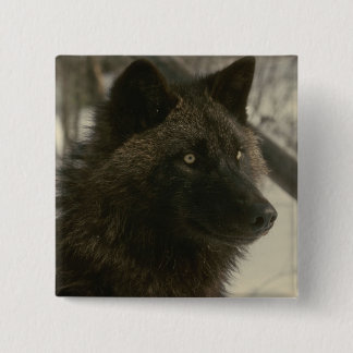 Bóton Quadrado 5.08cm Cão Lobo Negro