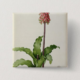 Bóton Quadrado 5.08cm Capensis de Veltheimia, de "Les Liliacees", c.1805
