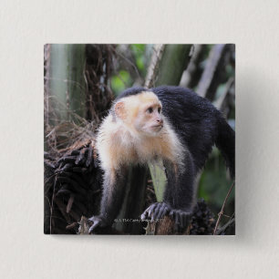 Bóton Quadrado 5.08cm capuchin Branco-dirigido, capucinus de Cebus.