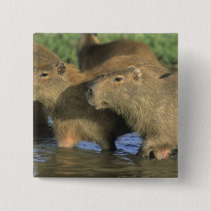 Bóton Quadrado 5.08cm Capybara, Hidrochaeris (Hidrochaeris), do mundo