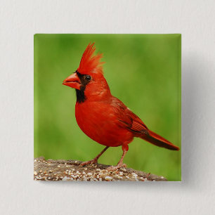 Bóton Quadrado 5.08cm Cardinal