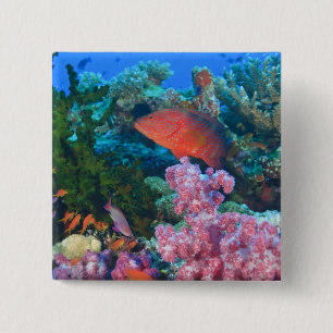 Bóton Quadrado 5.08cm cardume de Fairy Basslets (Pseudanthias