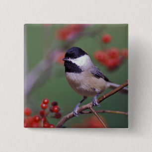 Bóton Quadrado 5.08cm Carolina Chickadee