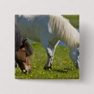 Bóton Quadrado 5.08cm Cavalos islandeses no oeste da Islândia.