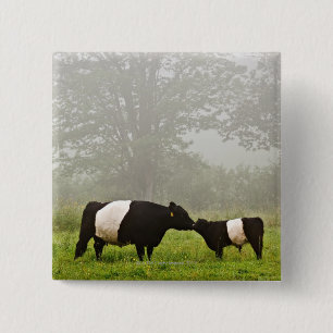 Bóton Quadrado 5.08cm Cena enevoada da vaca cercada de Galloway que sere