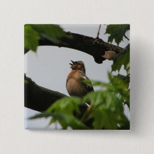 Bóton Quadrado 5.08cm Chaffinch comum