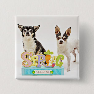 Bóton Quadrado 5.08cm Chihuahua do primavera