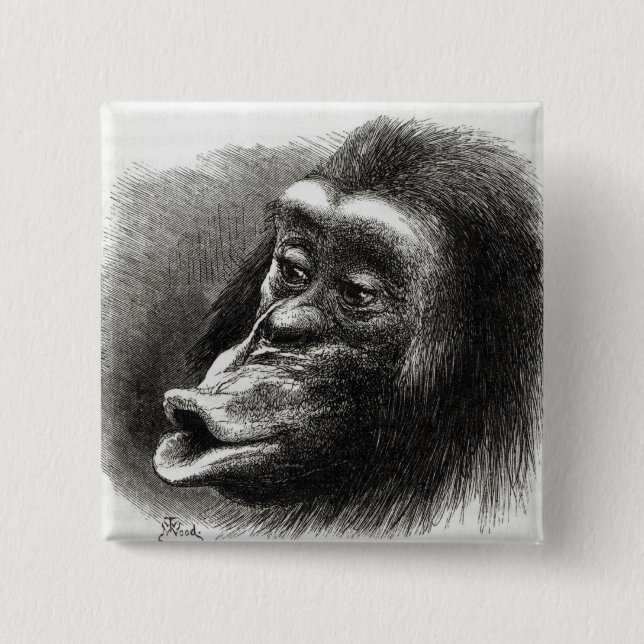 Bóton Quadrado 5.08cm Chimpanzé decepcionado e Sulky (Frente)