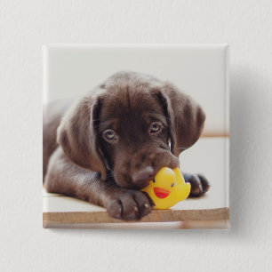 Bóton Quadrado 5.08cm Chocolate Labrador Com Pato De Brinquedo