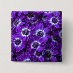 Bóton Quadrado 5.08cm Cineraria Roxa
