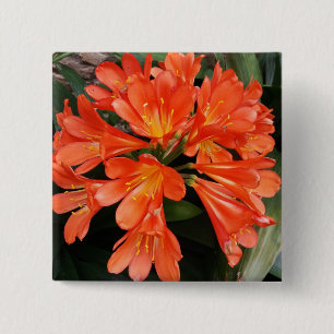 Bóton Quadrado 5.08cm Clivia Miniata - A linda flor laranja