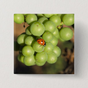 Bóton Quadrado 5.08cm Close de uma joaninha em uvas verdes Pinot Noir
