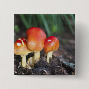 Bóton Quadrado 5.08cm cogumelo da família Amanita
