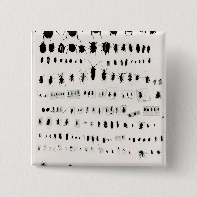 Bóton Quadrado 5.08cm Coleção do inseto de Darwin (Frente)