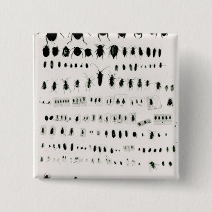 Bóton Quadrado 5.08cm Coleção do inseto de Darwin