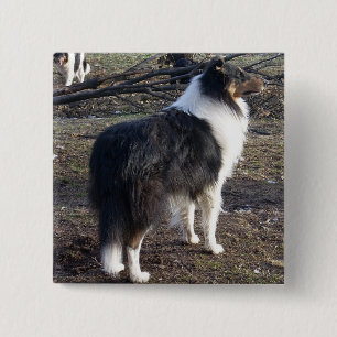 Bóton Quadrado 5.08cm Collie áspero da Tri cor