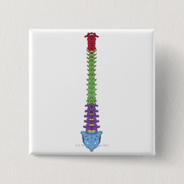 Bóton Quadrado 5.08cm Coluna Vertebral 2 (Frente)